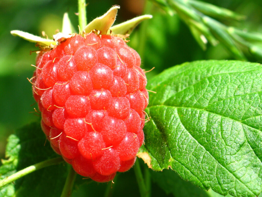 Sveži plodovi maline