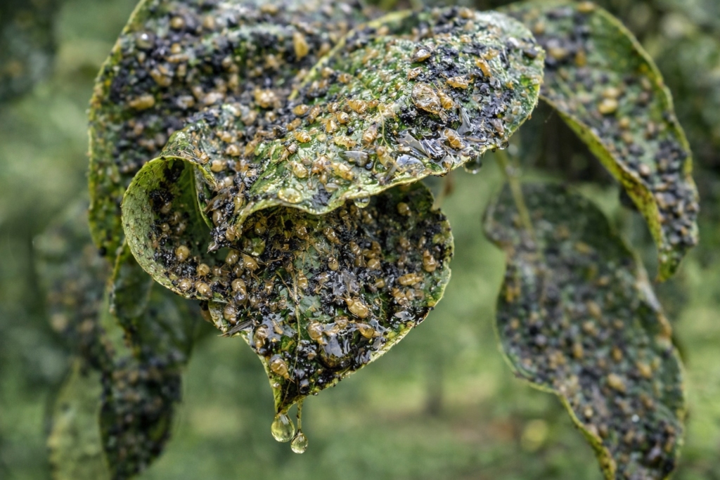 Simptomi kruškine buve na listu kruške